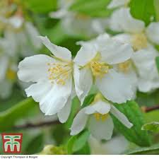 Attēlu rezultāti vaicājumam “Philadelphus lemoinei flower”