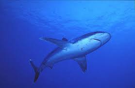 Image result for Carcharhinus albimarginatus
