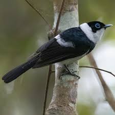 Image result for Cambridge Monarchs