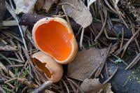 Attēlu rezultāti vaicājumam “Sarcoscypha austriaca var. lutea”