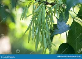 Attēlu rezultāti vaicājumam “Fraxinus pennsylvanica fruit”