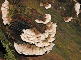 Attēlu rezultāti vaicājumam “Skeletocutis amorpha”