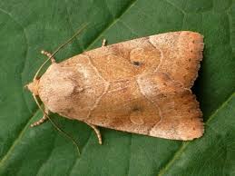 Attēlu rezultāti vaicājumam “Cosmia trapezina”