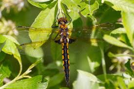 Attēlu rezultāti vaicājumam “Epitheca bimaculata”