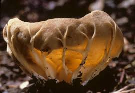 Attēlu rezultāti vaicājumam “Helvella acetabulum”