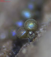 Attēlu rezultāti vaicājumam “Trichia, Hemitrichia sp.”