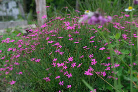 Attēlu rezultāti vaicājumam “Dianthus deltoides bud”