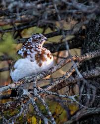 Image result for Lagopus lagopus