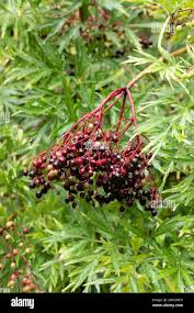 Attēlu rezultāti vaicājumam “Sambucus nigra fruit”