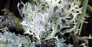 Attēlu rezultāti vaicājumam “Evernia prunastri”