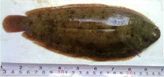 Image result for Solea solea