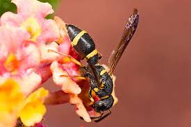 Attēlu rezultāti vaicājumam “Eumenes sp.”