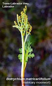Attēlu rezultāti vaicājumam “Botrychium matricariifolium”
