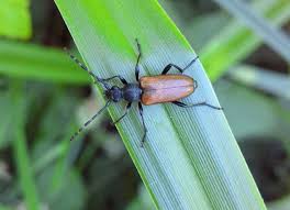 Attēlu rezultāti vaicājumam “Paracorymbia maculicornis”