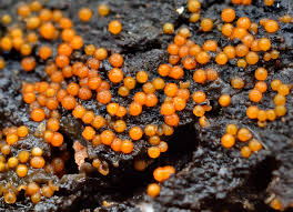 Attēlu rezultāti vaicājumam “Nectria peziza”