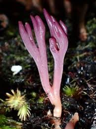 Attēlu rezultāti vaicājumam “Clavaria zollingeri”