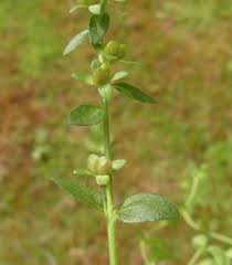 Attēlu rezultāti vaicājumam “Veronica serpyllifolia leaf”