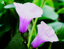 Image result for Ipomoea Lavender