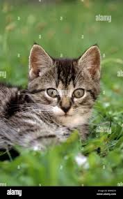 Attēlu rezultāti vaicājumam “Felis silvestris catus juvenile”