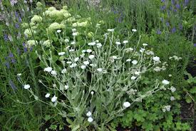 Image result for Lychnis coronaria alba