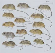 Attēlu rezultāti vaicājumam “Sicista betulina”