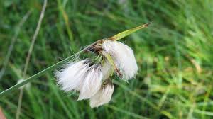 Attēlu rezultāti vaicājumam “Eriophorum latifolium flower”
