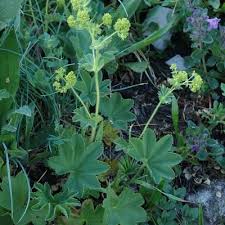 Attēlu rezultāti vaicājumam “Alchemilla vulgaris aggr. leaf”