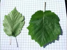 Attēlu rezultāti vaicājumam “Corylus colurna”