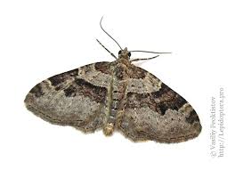 Attēlu rezultāti vaicājumam “Xanthorhoe designata”