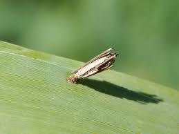 Attēlu rezultāti vaicājumam “Psyche casta larva”