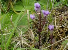 Attēlu rezultāti vaicājumam “Gentianella campestris”