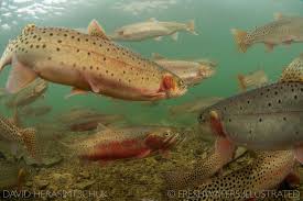 Image result for Oncorhynchus clarkii