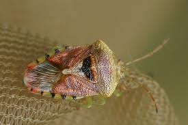 Attēlu rezultāti vaicājumam “Elasmucha grisea imago”