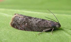 Attēlu rezultāti vaicājumam “Grapholita funebrana larva”