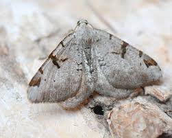 Attēlu rezultāti vaicājumam “Macaria wauaria”