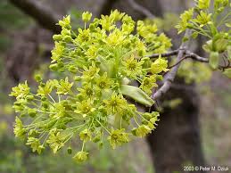 Attēlu rezultāti vaicājumam “Acer platanoides bud”