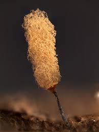 Attēlu rezultāti vaicājumam “Arcyria minuta”