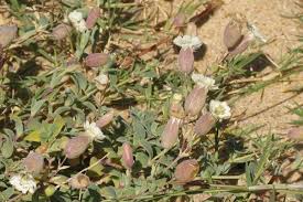 Attēlu rezultāti vaicājumam “Laserpitium pruthenicum”