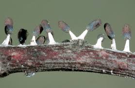 Attēlu rezultāti vaicājumam “Diachea leucopodia macro”