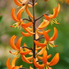 Image result for Lilium martagon `Chameleon`