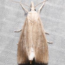 Attēlu rezultāti vaicājumam “Calamotropha paludella”