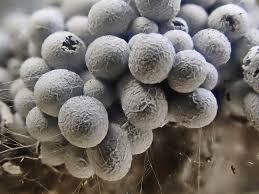 Attēlu rezultāti vaicājumam “Physarum bryomacrocarpum spores”