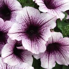 Image result for Petunia hybrida