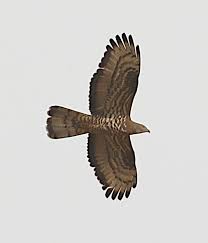 Attēlu rezultāti vaicājumam “Pernis apivorus adult”