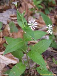Attēlu rezultāti vaicājumam “Stellaria nemorum leaf”