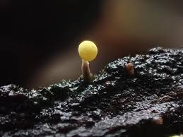 Attēlu rezultāti vaicājumam “Physarum melleum”