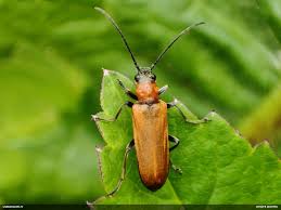 Attēlu rezultāti vaicājumam “Paradiacheopsis rigida macro”