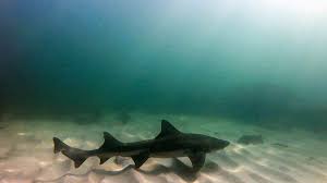 Image result for Triakis megalopterus