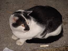 Attēlu rezultāti vaicājumam “Felis silvestris catus”