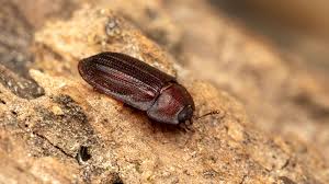 Attēlu rezultāti vaicājumam “Ostoma ferruginea”